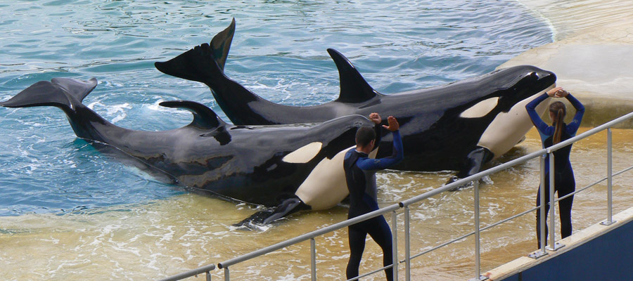 Visiter le parc Marineland